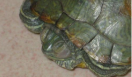 巴西龟白眼病不管行不行（巴西龟腐甲病早期症状）