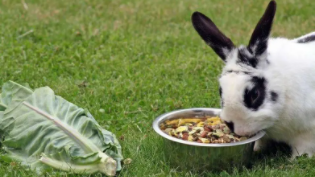 兔子吃兔粮会撑死么（一个月的兔子兔粮每天吃多少）