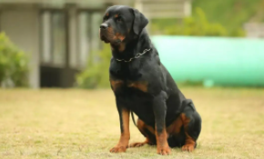 世界十大猛犬排名（世界三大顶级护卫犬）