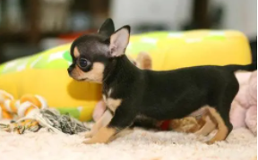 吉娃娃名称的由来（吉娃娃百科）