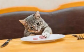 猫的必需氨基酸（氨基酸对于猫重要么）