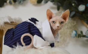 比鲁斯猫和斯芬克斯猫的区别（比鲁斯猫的价格与地域的关系）