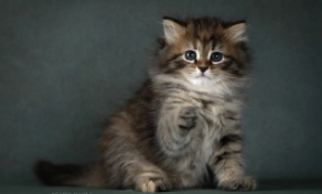 猫的特点和外貌描写（猫的全部特点有哪些）