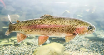 虹鳟鱼还是红鳟鱼（虹鳟鱼是鲑鱼的一种吗）