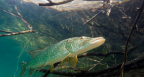 西伯利亚狗鱼是什么鱼（淡水狗鱼有哪些）