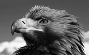 墨西哥的国鸟是（墨西哥代表动物）