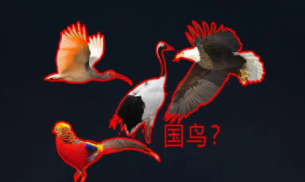 中国国鸟确定了吗（中国国鸟的正确答案）