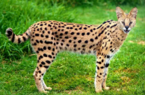 宠物大全500种（中国可以养的宠物名单）