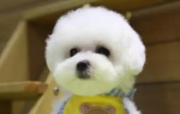 十大适合家养的狗不掉毛（不掉毛的犬种排名）