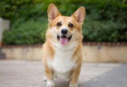 柯基犬好养吗?吃的多不多长的大不大（边牧和柯基哪个好养）