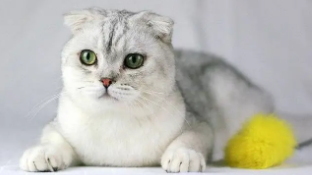 折耳猫纯种与不是纯种的区别（折耳猫贵吗）