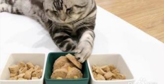 喂猫咪的鸡胸肉怎么煮（如何煮鸡胸肉给猫咪吃）
