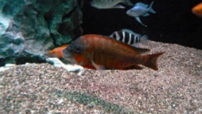 淡水龙王鱼身上有白点（鲷科龙王鱼）