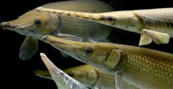 短吻雀鳝和鳄雀鳝（长吻雀鳝能吃吗）