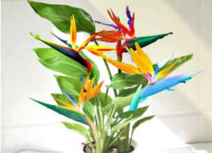 天堂鸟的寓意（天堂鸟摆在家里吉利吗）