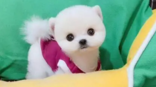 茶杯犬能养几年不会死（如何饲养茶杯犬）