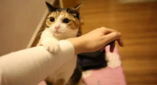 吸猫是什么意思?吸猫真的有危害吗?（如何吸猫）