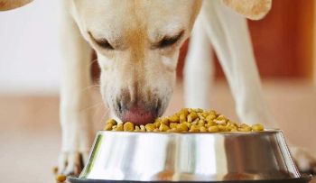 朗生狗粮好吗（朗生狗粮是天然粮吗）