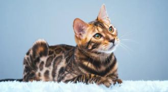 跟豹猫很像的一种猫叫什么（长得像老虎的猫是什么品种）