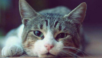 猫咪猫传腹的初期表现（猫传腹的征兆）