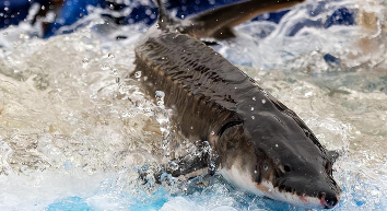 长江鲟和白鲟的灭绝时间（长江鲟重新被发现）