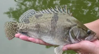 桂鱼属于无鳞鱼吗（桂鱼吃什么食物）