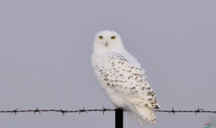 雪鸮是什么鸟,长什么样子（雪鸮是什么动物）