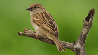 家雀指的是什么（家雀儿比喻什么）