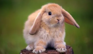 兔子耳朵的特点和作用（描写兔子的作文）