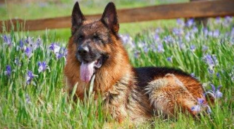 牧羊犬好看吗（牧羊犬哪几种）