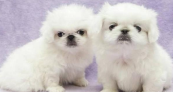 京巴咬主人（京巴会保护主人吗）