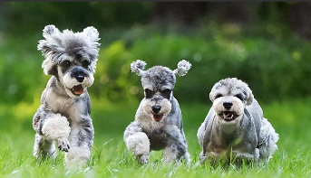 雪纳瑞吃啥狗粮最好（雪纳瑞老年吃什么狗粮）