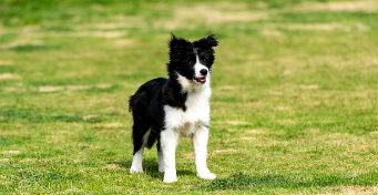 边牧训练方法及口令（怎样训练边牧狗）