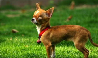 吉娃娃有什么颜色（吉娃娃哪种颜色好）