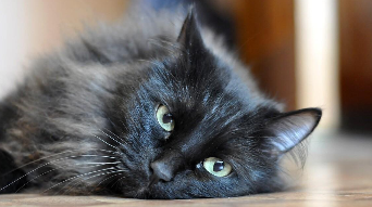 黑虎纹猫是稀有品种吗（全黑色的猫是什么品种）