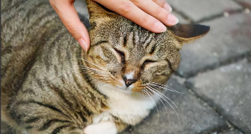 不同品种的长毛猫的毛发颜色（三花猫是什么品种）