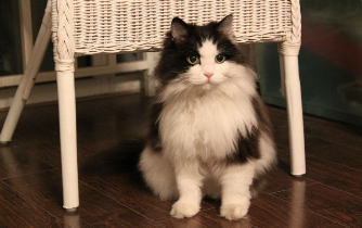 不同品种的长毛猫的打理方法（长毛土猫）