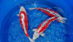 秋翠锦鲤怎么看品相（秋翠锦鲤有几种颜色）