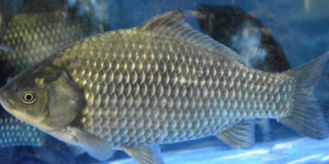 鱼有舌头么（鱼抓住食物有什么作用）