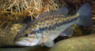 身上黑圆点的鱼叫什么（背上有黑点是什么鱼名字）