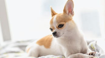 吉娃娃怎么训练大小便（吉娃娃爱主人的表现）