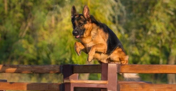 纯种德牧的7个特征（800与8000德牧的区别）