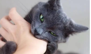 猫得狂犬病的概率高吗（全球有几例猫抓狂犬病）