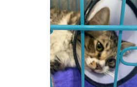 公猫绝育几天能完全恢复（公猫绝育后会恨主人吗）