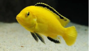 非洲鲷鱼观赏品种有哪些（三湖慈鲷鱼非洲王子）