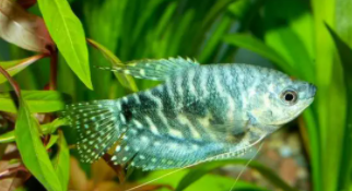 最好养的淡水观赏鱼排行榜（适合新手养的淡水观赏鱼）