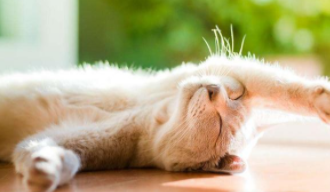 猫咪怎么排汗（猫咪排汗的方法）