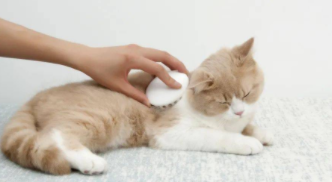 猫吐清水一样的液体是不是中毒了（猫吐了一堆透明粘液）