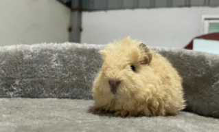 打了荷兰猪它会记仇吗（豚鼠被打之后记仇）