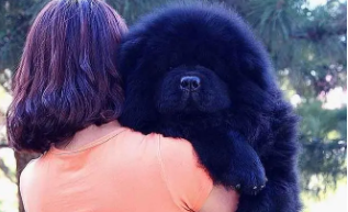 大型松狮犬舌头是蓝色的（蓝舌头的狗有几种）